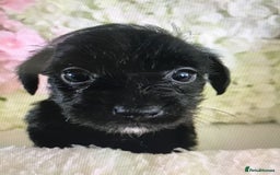 Jackapoo dogs for sale: ***READY NOW*** Gorgeous Jackapoo puppies - Image 2