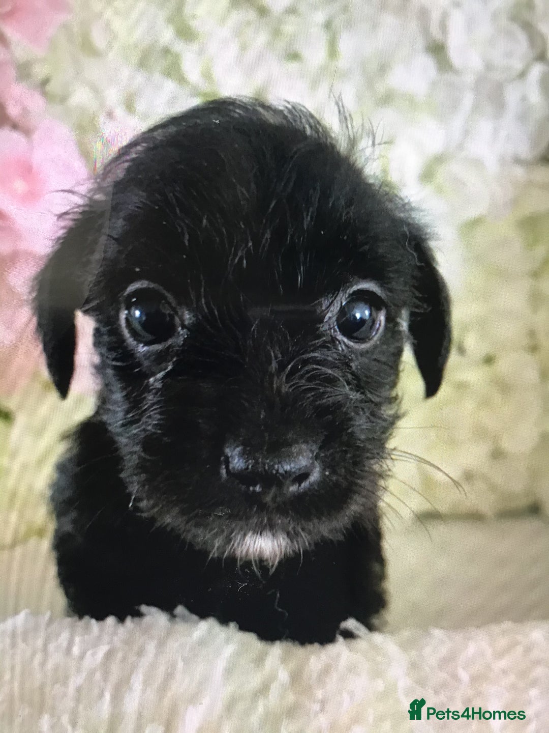 Jackapoo dogs for sale: ***READY NOW*** Gorgeous Jackapoo puppies - Image 2