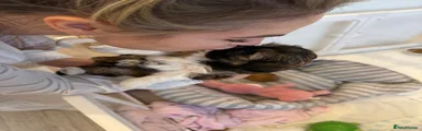 Lhasa Apso 1