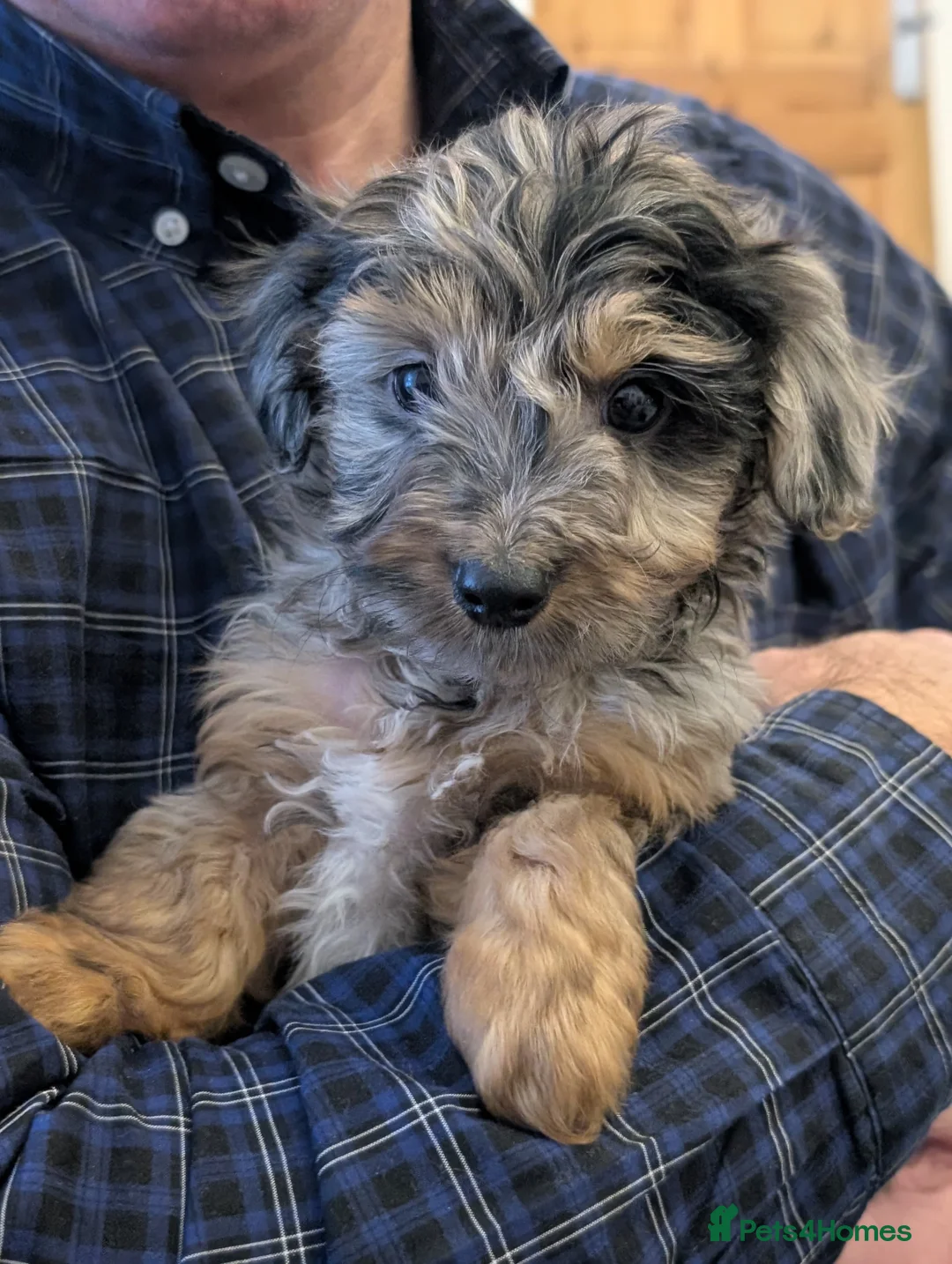 Jackapoo dogs for sale: Beautiful Jackapoo puppies  - Advert 5