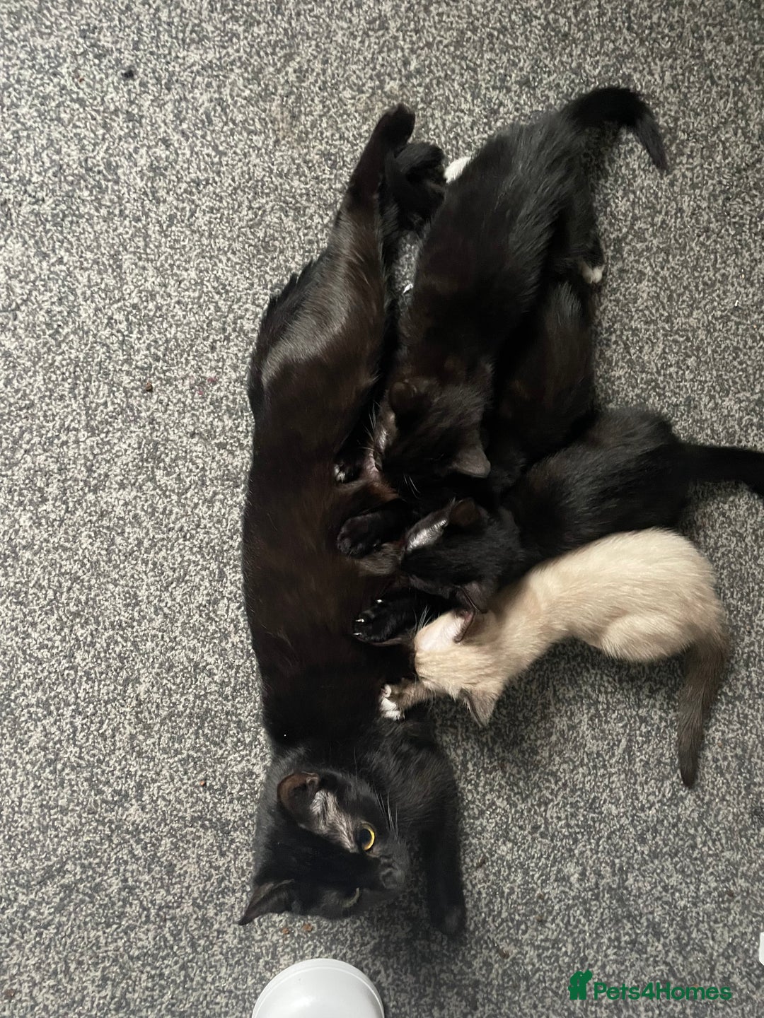 Mixed Breed cats for sale: *Free££* Beautiful brothers looking loving home - Advert 28