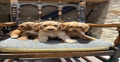 Cockapoo dogs - Advert 11