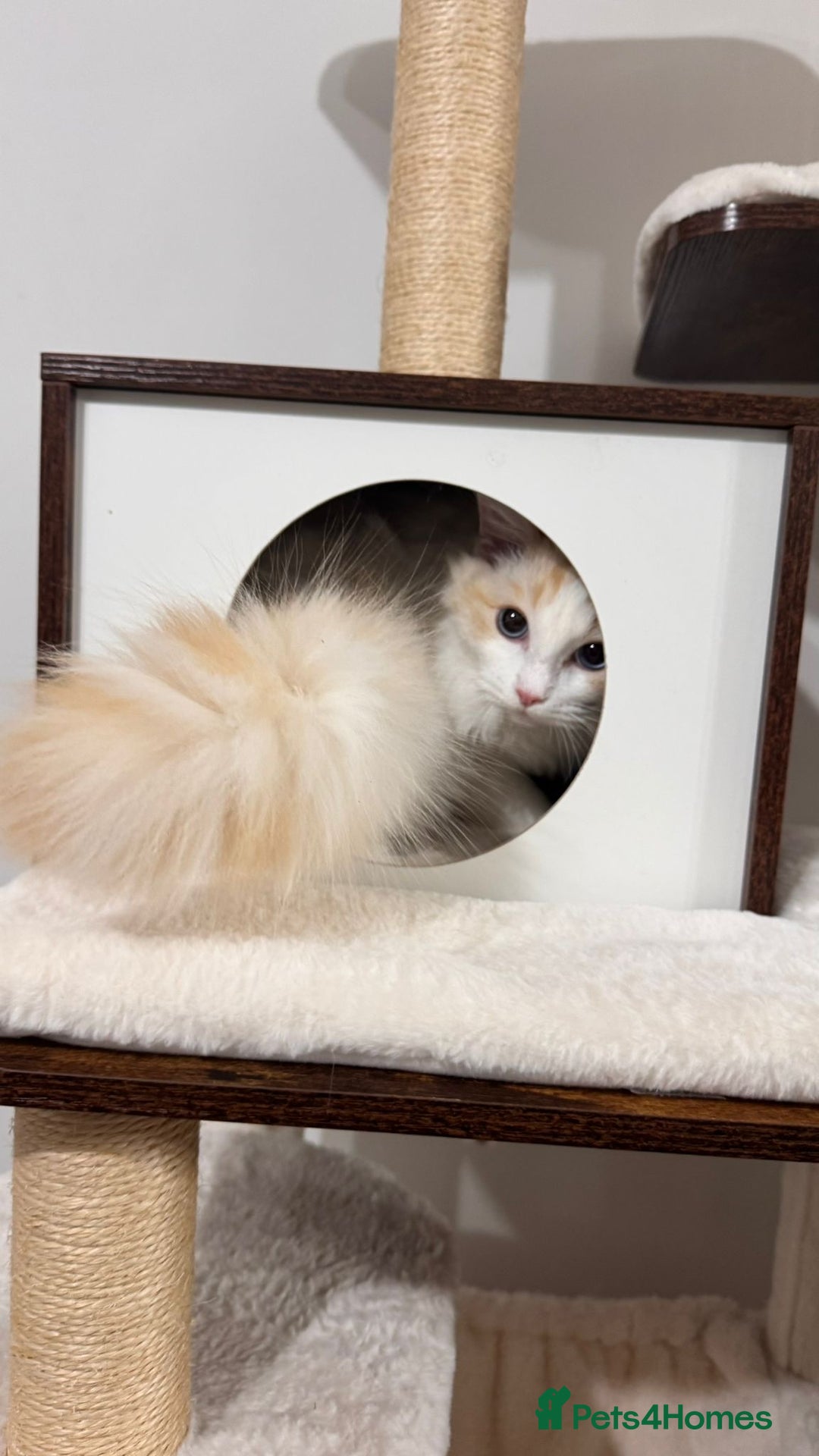 Ragdoll cats for sale: Pedigree Ragdoll - Skye - Advert 8