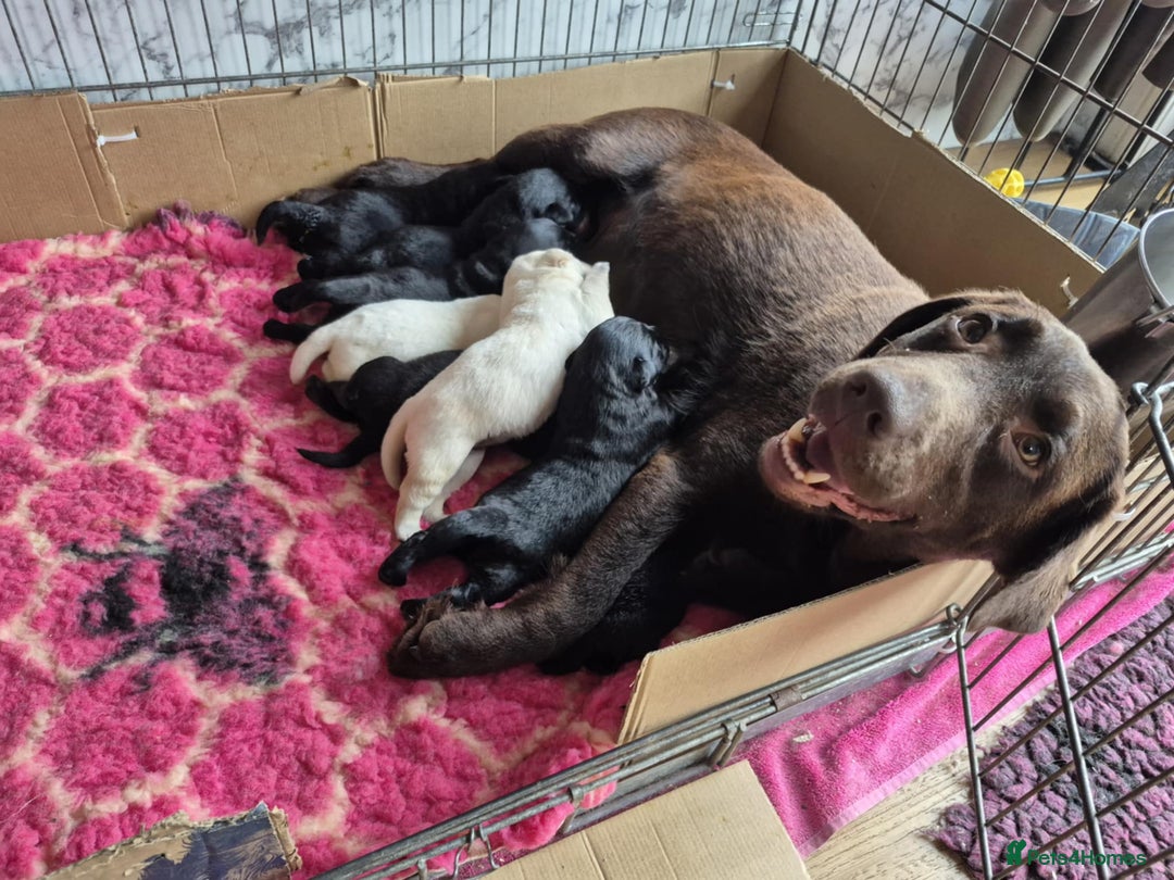 Labrador Retriever dogs for sale: KC Registered Labrador Retrievers 🖤💛 - Image 11