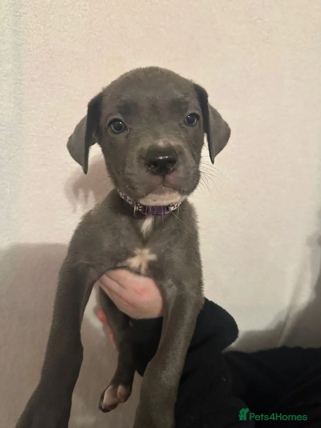 Mixed Breed dogs for sale: Cane corso x Alpha blueblood bull dog - Advert 9