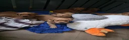Golden Retriever dogs for sale:  *FOX RED KC REG GOLDEN RETRIEVER PUPS* - Advert 11