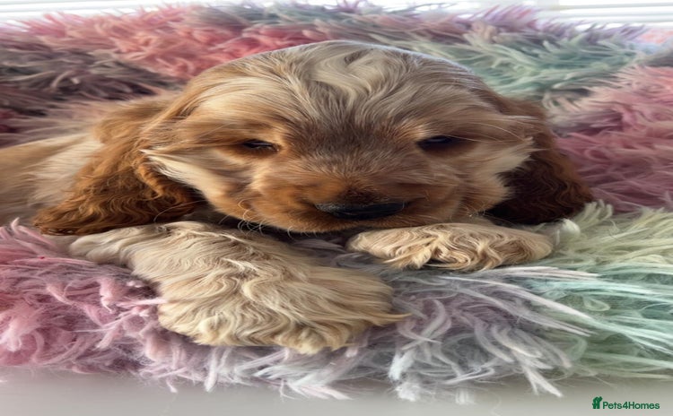 Cocker Spaniel dogs Quality KC Reg Show Cocker Spaniels - Advert 15