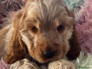 Cocker Spaniel dogs Quality KC Reg Show Cocker Spaniels - Advert 4