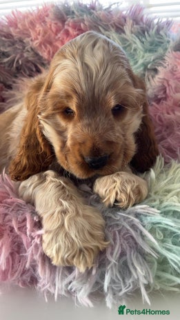 Cocker Spaniel dogs Quality KC Reg Show Cocker Spaniels - Advert 15