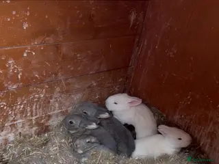 Flemish rabbits Flemish rabbits - Advert 1