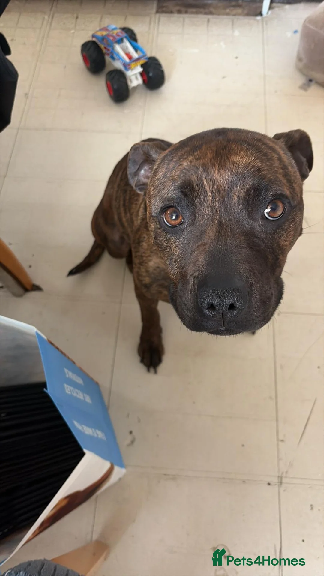 Staffordshire Bull Terrier dogs for sale: 11 week old staff puppy - Advert 2