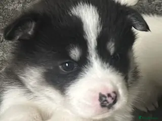 Mixed Breed dogs Samsky puppies - Advert 11