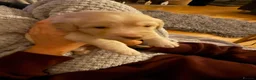 Labradoodle dogs for sale: Last two Stunning Labradoodles  - Advert 21