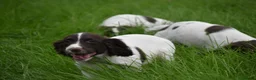 English Springer Spaniel dogs for sale: Working English springer spaniels  - Advert 16