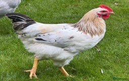 Chickens poultry for sale: Rainbow Pekin Cockerel Free - Image 1