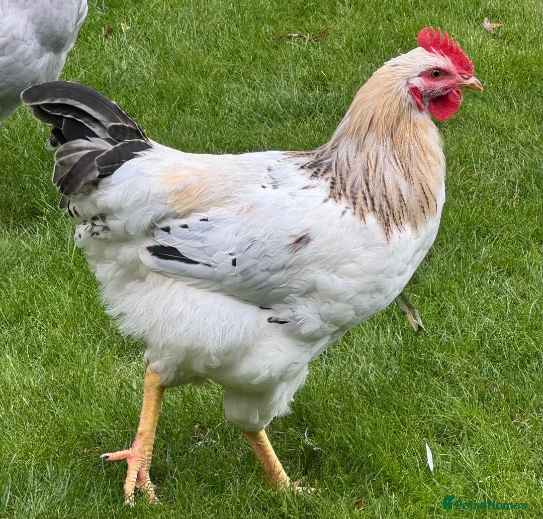 Chickens poultry for sale: Rainbow Pekin Cockerel Free - Image 1