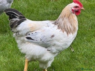 Chickens poultry - Advert 39