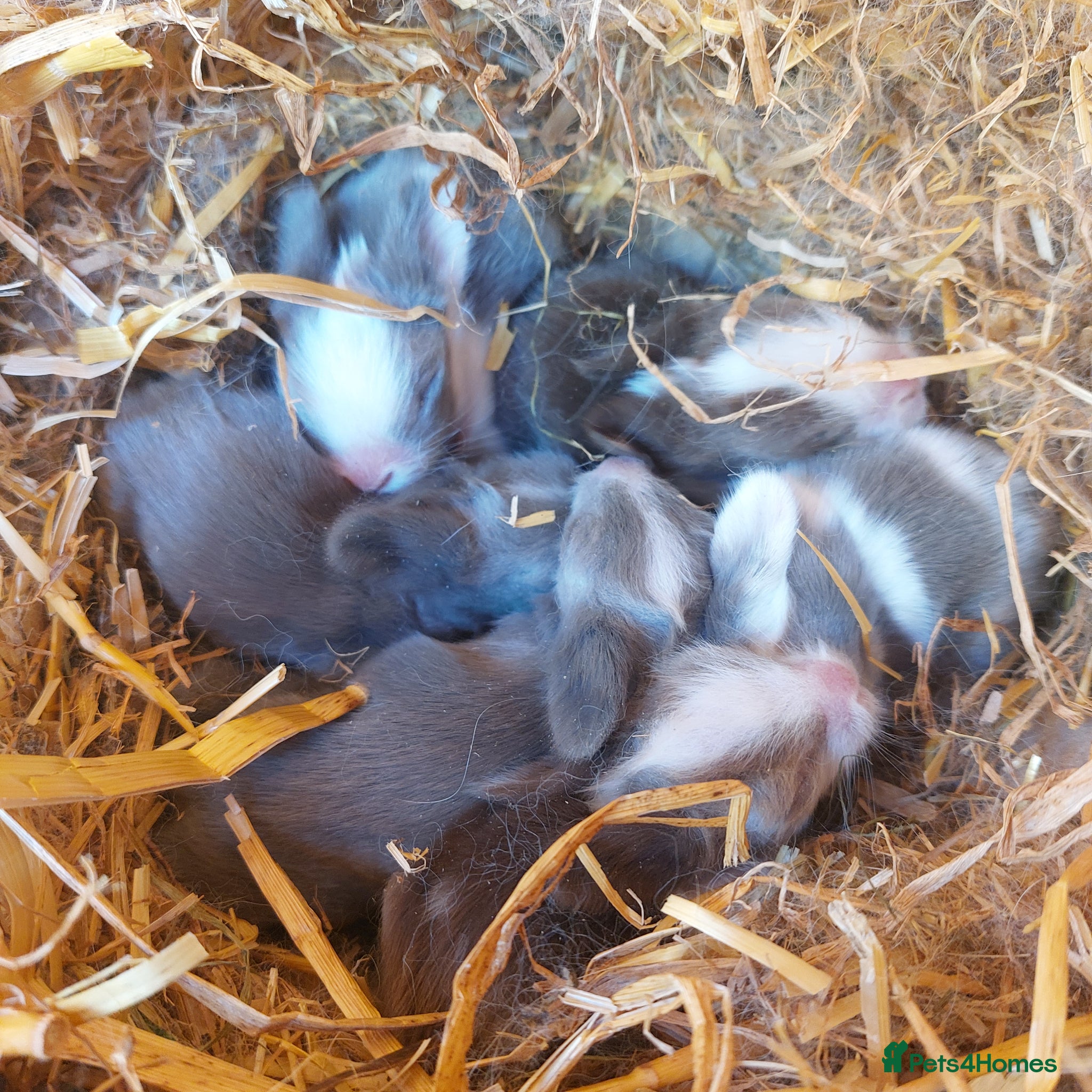 Lionhead rabbits STUNNING DOUBLE/ TEDDY LION BABIES  - Advert 1