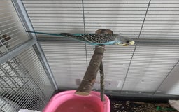 Budgerigars birds for sale: 2 Male Budgies & all accessories  - Image 3