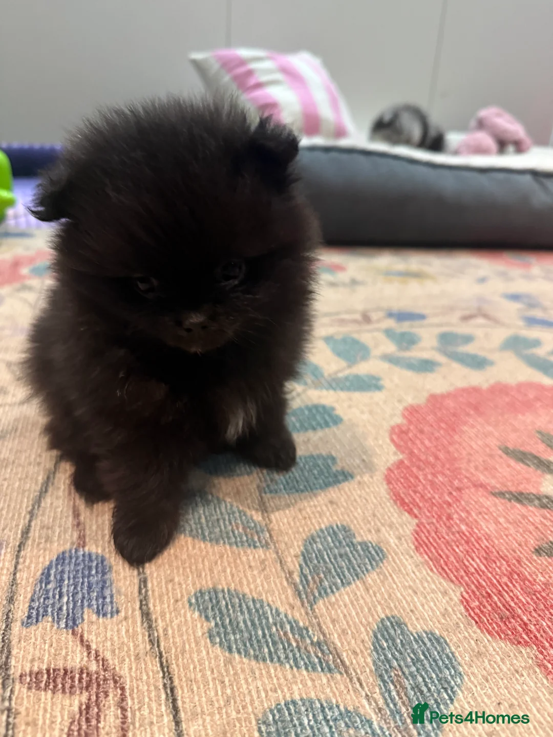Pomeranian dogs for sale: 🐾 Adorable Teddy Pomeranian Puppies  🐾 - Advert 3