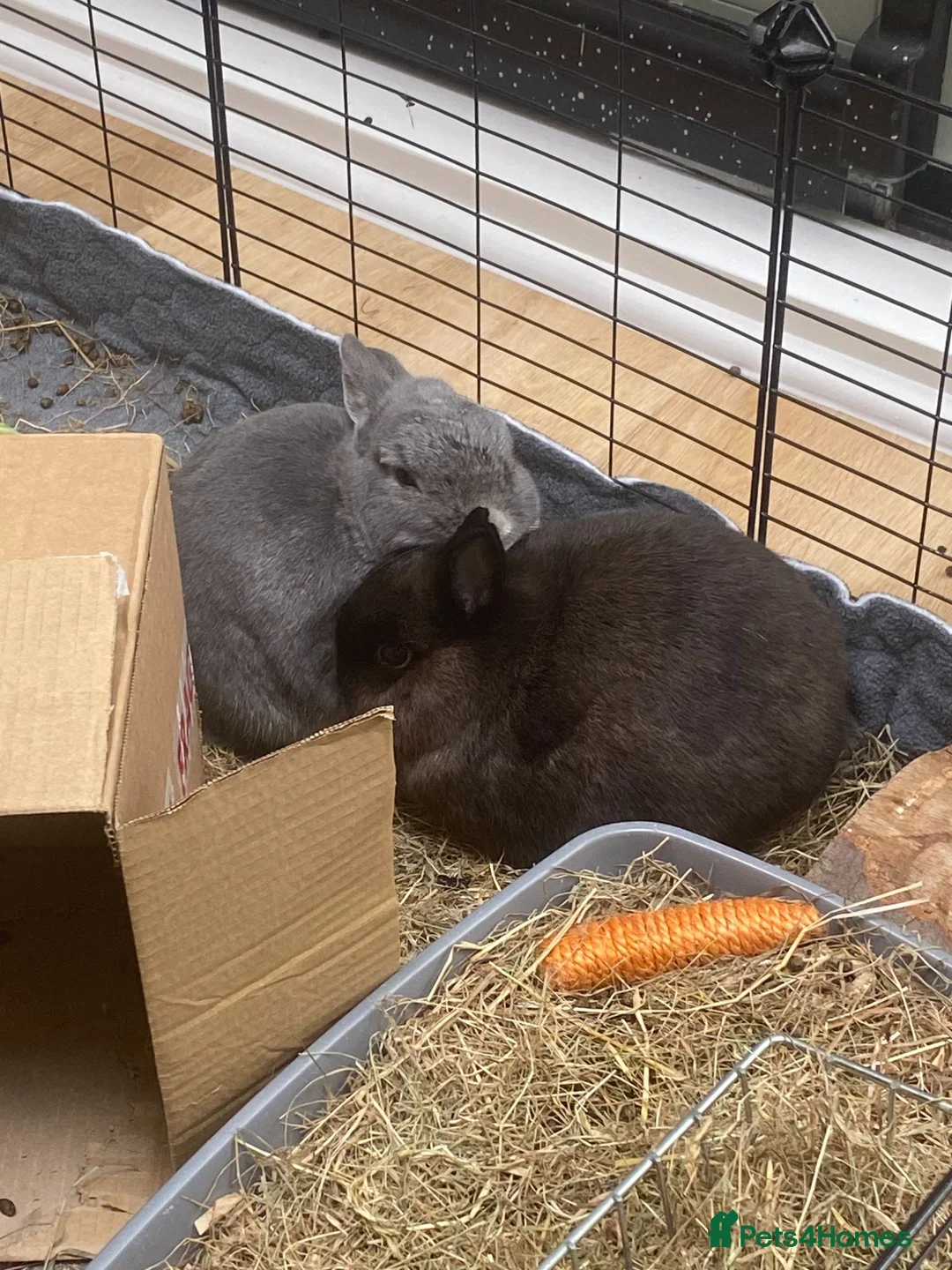 Netherland Dwarf rabbits for sale: Brother and Sister Dwarf Netherlands Rabitts - Advert 1