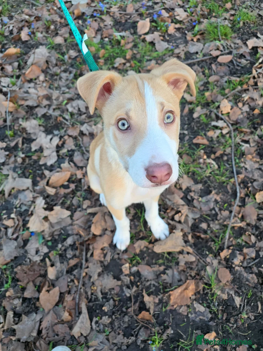 Border Collie dogs for sale: Milo  in Coventry - Advert 10