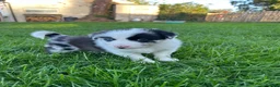 Border Collie dogs for sale: Blue merle border collie puppies  - Advert 15