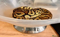 Python Snake reptiles for sale: Royal pythons looking for new home - Image 9