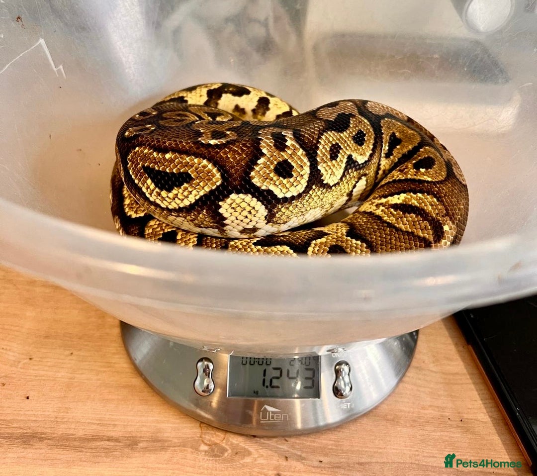 Python Snake reptiles for sale: Royal pythons looking for new home - Image 9