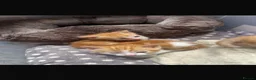 Mixed Breed cats for sale: Mixed litter of fun and friendly kittens. - Advert 8