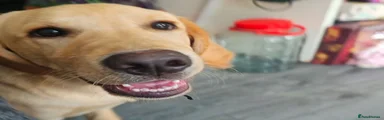 Labrador Retriever 1