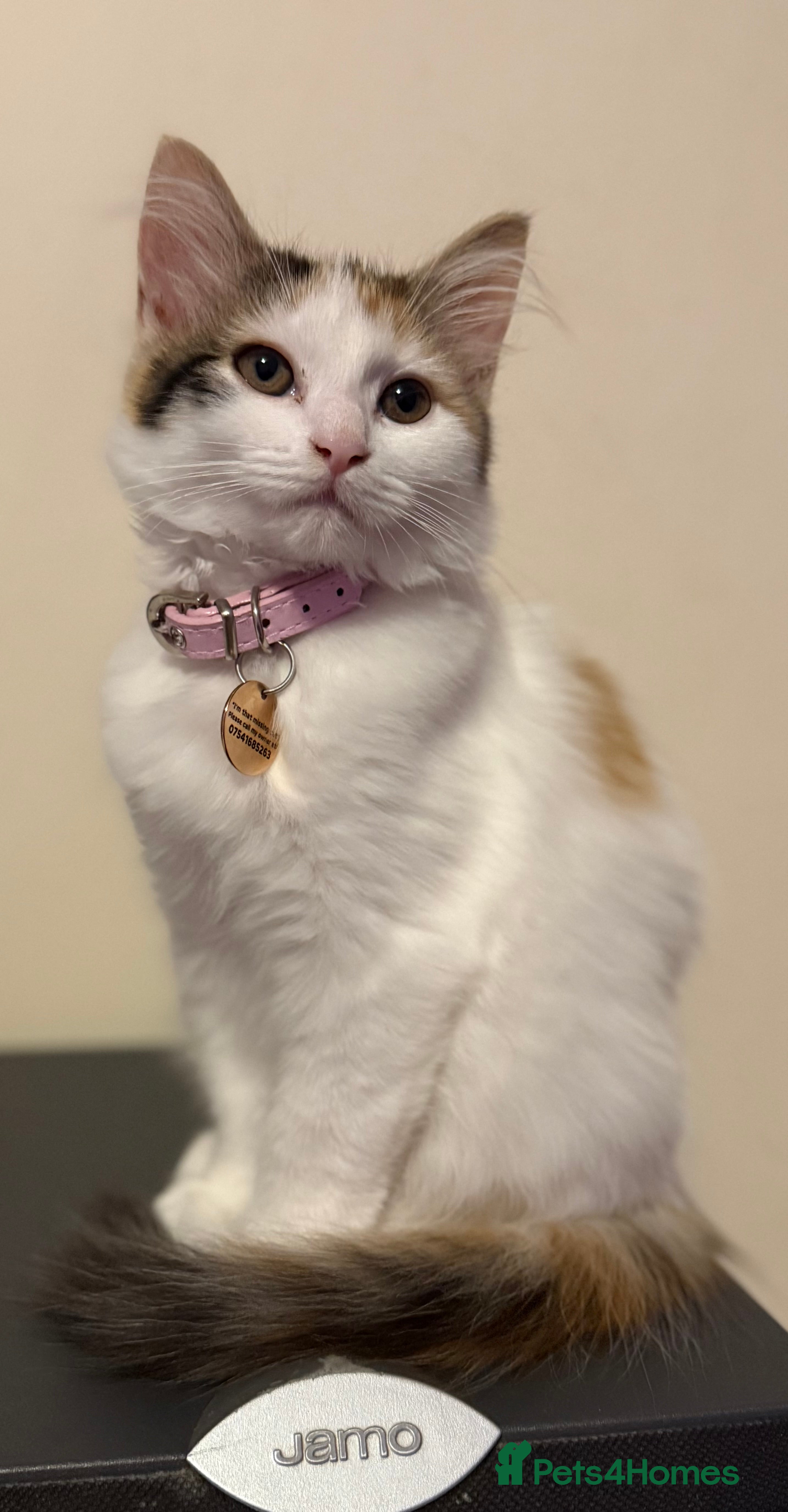 Mixed Breed cats Lovely Half-Persian cat looking for a new home  - Advert 1