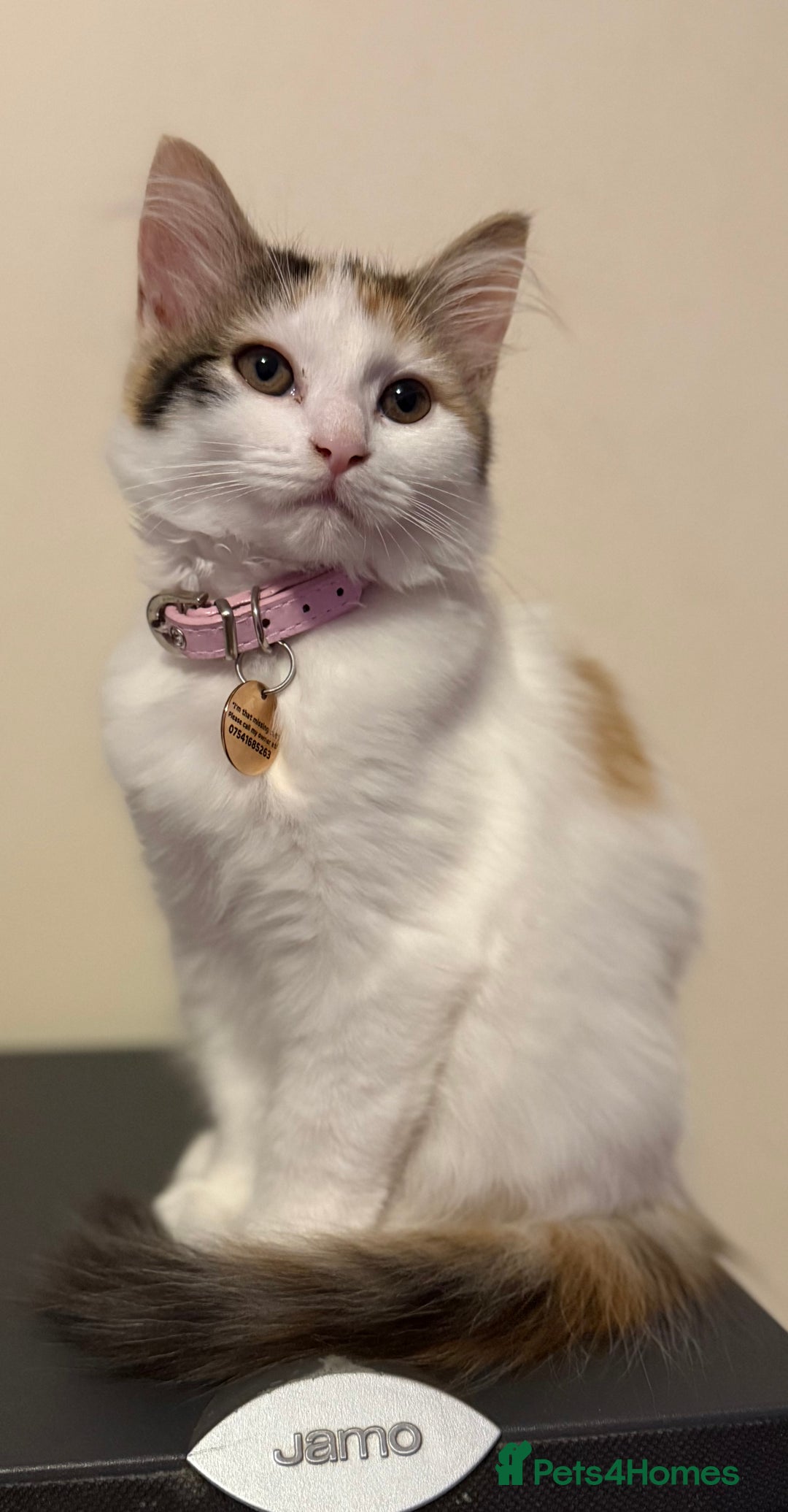 Mixed Breed cats for sale: Lovely Half-Persian cat looking for a new home  - Advert 1