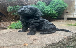 Cockapoo dogs for sale: ❤️silky show type cockapoos❤️ - Image 3