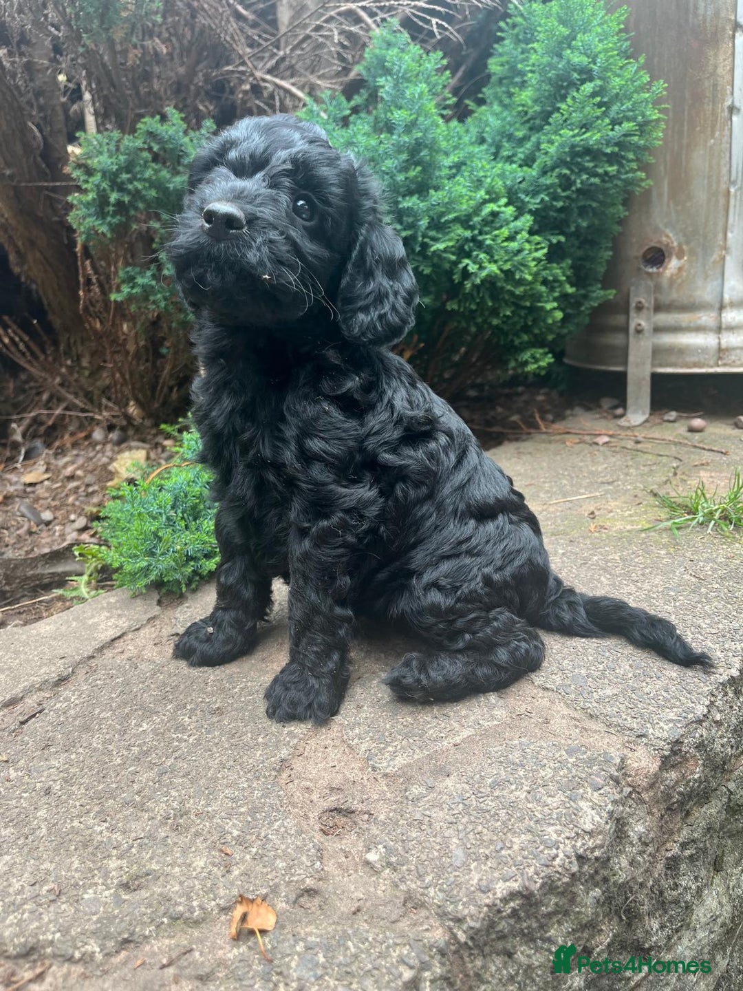 Cockapoo dogs for sale: ❤️silky show type cockapoos❤️ - Image 3