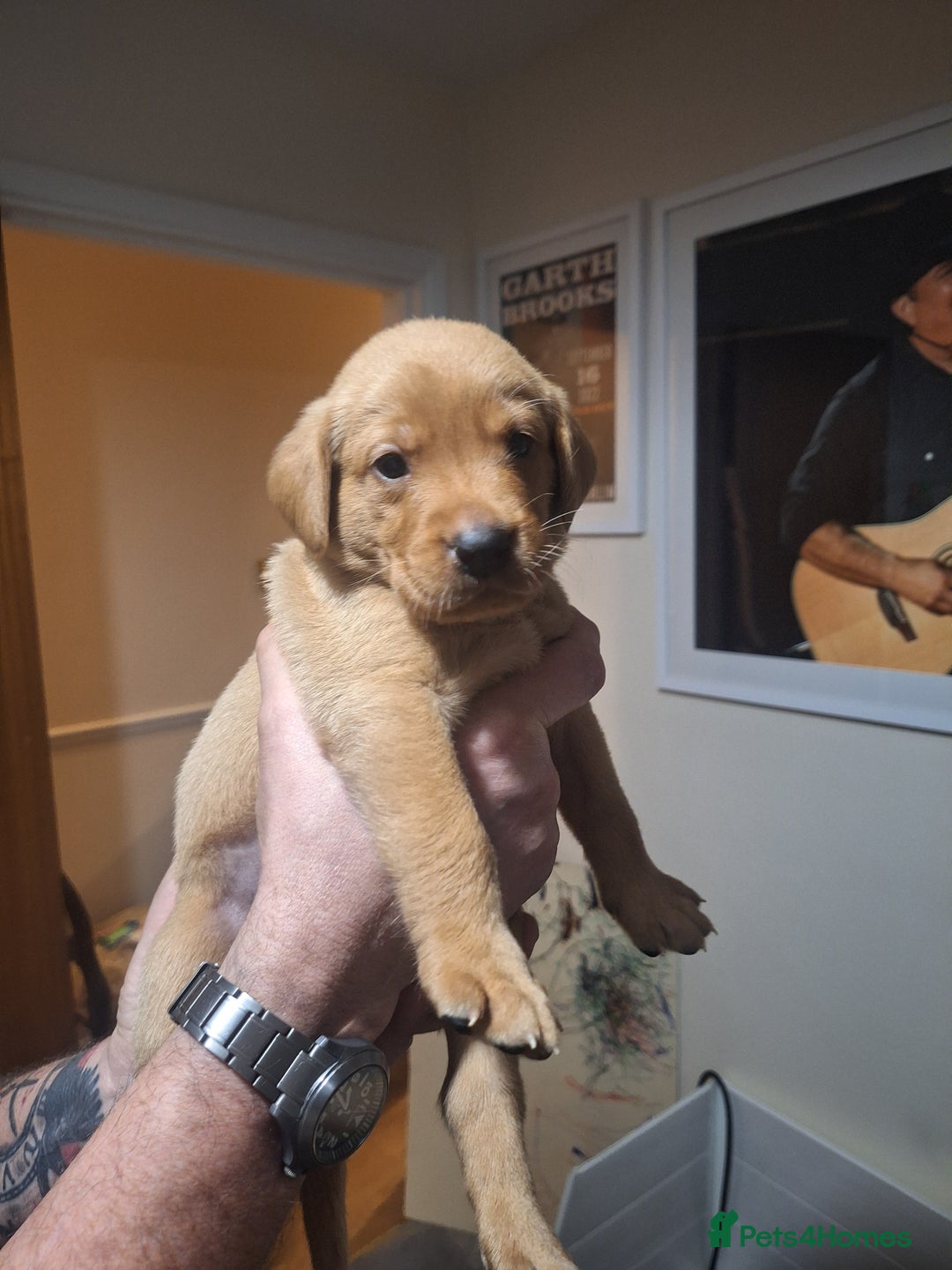 Labrador Retriever dogs for sale: Fox red labrador  - Advert 5