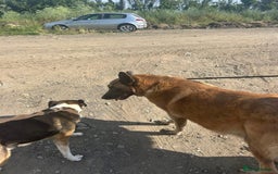 Mixed Breed dogs for adoption: Ava. Norwich Norfolk  - Image 12