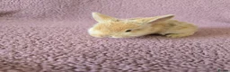 Mini Lop rabbits for sale: Beautiful rabbits for Sale MiniLop - Advert 4
