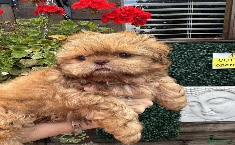 Shih Tzu dogs - Advert 11