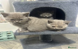 British Shorthair cats for sale: Beautiful cuddly, British short hair kittens  - Image 23