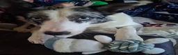 Border Collie dogs for sale: Kayah - Advert 6
