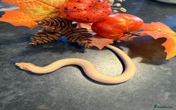 Snake reptiles for sale: Cb25 Hognose snakes AMAZING  - Image 5