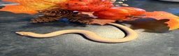 Snake reptiles for sale: Cb25 Hognose snakes AMAZING  - Advert 5