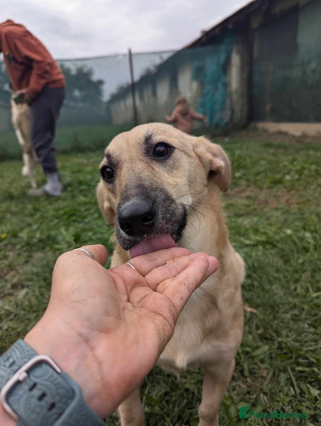 Mixed Breed dogs for adoption: Daisy for adoption - Advert 8