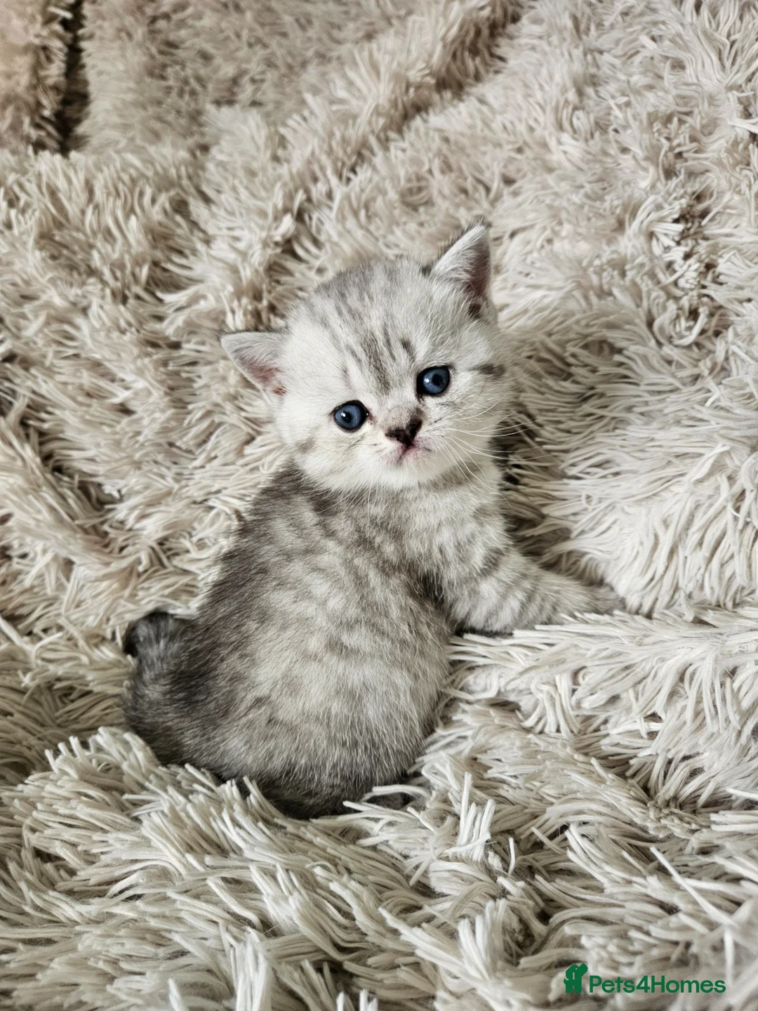 British Shorthair cats for sale: British Shorthair kittens!!!  - Advert 2