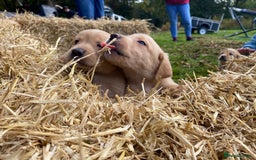 Labrador Retriever dogs for sale: Labrador retriever puppies for sale  - Image 19