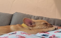 French Bulldog dogs for sale: Male French Bulldog available now  in Wisbech - Image 13