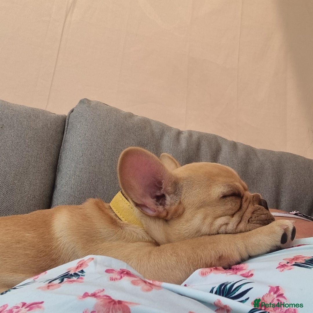 French Bulldog dogs for sale: Male French Bulldog available now  in Wisbech - Image 13