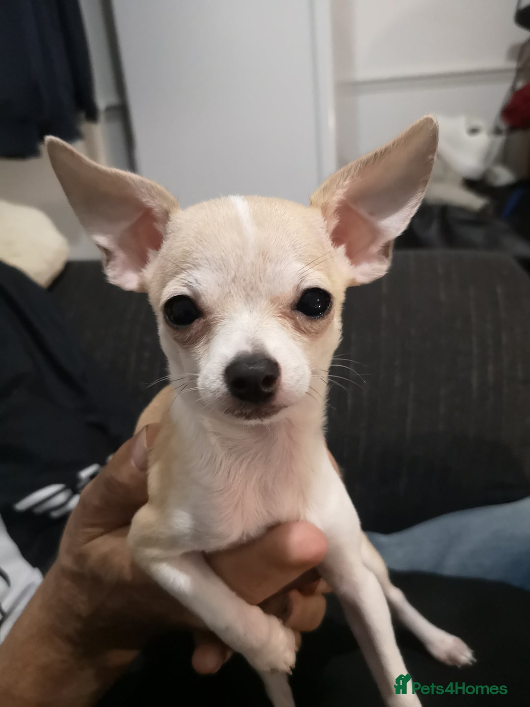 Chihuahua dogs for sale: Gorgeous tiny chibuahuas - Image 13