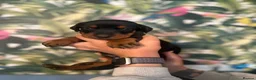 Dobermann dogs for sale: INTERNATIONAL CHAMPION EUROPEAN DOBERMANNS  - Advert 12